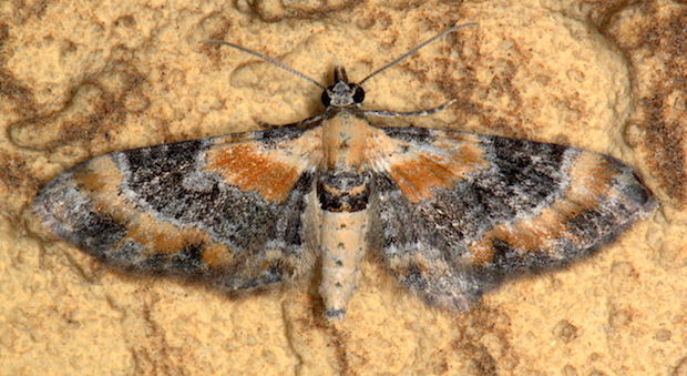 Eupithecia 2 - Eupithecia linariata